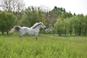 t02.webp